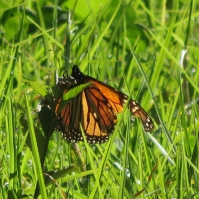 Danaus plexippus (Monarch) at Batemans Bay, NSW - 4 Jun 2022 by Christine