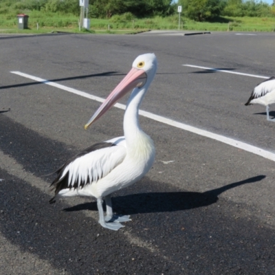 Pelecanus conspicillatus (Australian Pelican) at Batemans Bay, NSW - 4 Jun 2022 by Christine