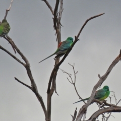 Psephotus haematonotus (Red-rumped Parrot) at Stranger Pond - 4 Jun 2022 by RodDeb