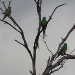 Psephotus haematonotus at Bonython, ACT - 4 Jun 2022