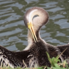 Anhinga novaehollandiae (Australasian Darter) at Stranger Pond - 4 Jun 2022 by RodDeb