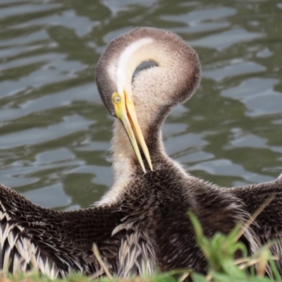 Anhinga novaehollandiae (Australasian Darter) at Bonython, ACT - 4 Jun 2022 by RodDeb