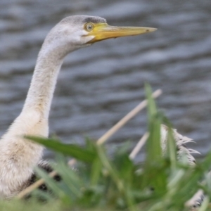 Anhinga novaehollandiae at Bonython, ACT - 4 Jun 2022