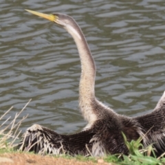 Anhinga novaehollandiae at Bonython, ACT - 4 Jun 2022