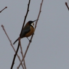 Acanthorhynchus tenuirostris (Eastern Spinebill) at Bonython, ACT - 4 Jun 2022 by RodDeb