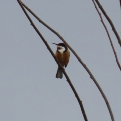 Acanthorhynchus tenuirostris at Bonython, ACT - 4 Jun 2022 01:51 PM