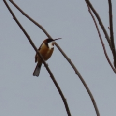 Acanthorhynchus tenuirostris at Bonython, ACT - 4 Jun 2022 01:51 PM