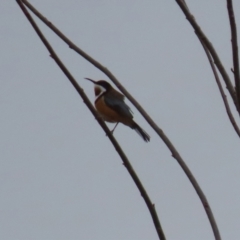 Acanthorhynchus tenuirostris at Bonython, ACT - 4 Jun 2022 01:51 PM