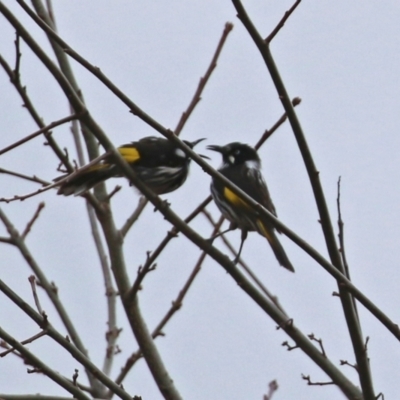 Phylidonyris novaehollandiae (New Holland Honeyeater) at Stranger Pond - 4 Jun 2022 by RodDeb