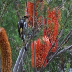 Phylidonyris novaehollandiae at Bonython, ACT - 4 Jun 2022