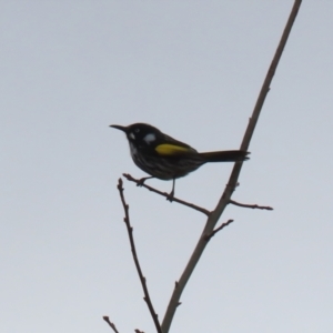 Phylidonyris novaehollandiae at Bonython, ACT - 4 Jun 2022