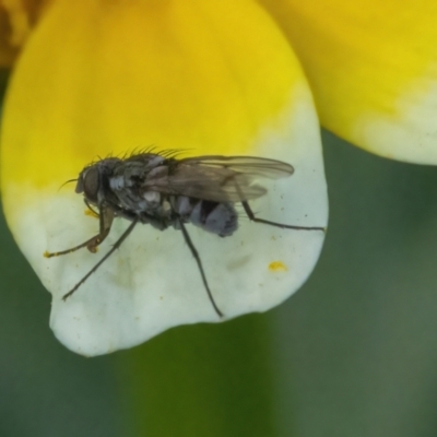 Sarcophagidae (family) (Unidentified flesh fly) at Googong, NSW - 27 May 2022 by WHall