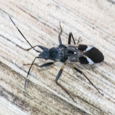 Dieuches maculicollis (Black-and-white seed bug) at Googong, NSW - 22 May 2022 by WHall