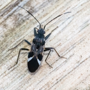 Dieuches sp. (genus) at Googong, NSW - 22 May 2022