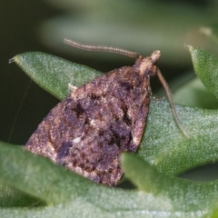 Capua intractana (A Tortricid moth) at Googong, NSW - 21 May 2022 by WHall