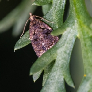 Capua intractana at Googong, NSW - 21 May 2022