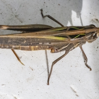 Caledia captiva (grasshopper) at Googong, NSW - 20 May 2022 by WHall