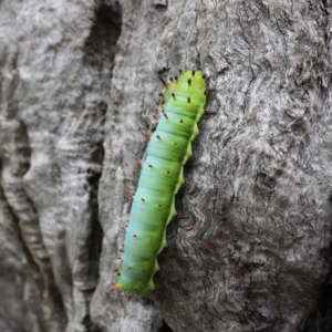 Opodiphthera eucalypti at Hackett, ACT - 30 Jan 2022