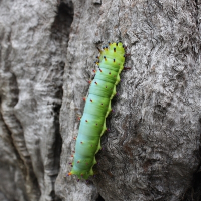 Opodiphthera eucalypti (Emperor Gum Moth) at Hackett, ACT - 30 Jan 2022 by DavidForrester