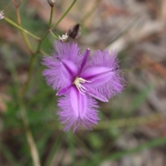 Thysanotus tuberosus (Common Fringe-lily) at Hackett, ACT - 30 Jan 2022 by DavidForrester