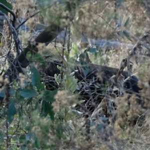 Sus scrofa at Stromlo, ACT - 5 Jun 2022