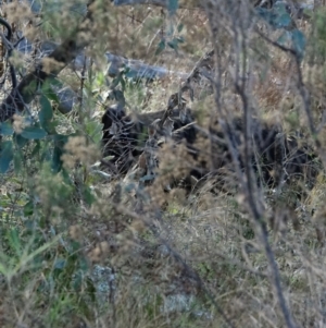 Sus scrofa at Stromlo, ACT - 5 Jun 2022