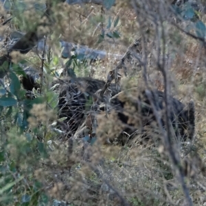 Sus scrofa at Stromlo, ACT - 5 Jun 2022