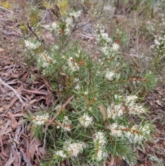 Hakea decurrens subsp. decurrens (Bushy Needlewood) at Googong, NSW - 5 Jun 2022 by dan.clark