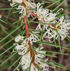 Hakea decurrens subsp. decurrens at Googong, NSW - 5 Jun 2022 02:16 PM