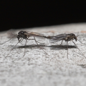 Chironomidae (family) at Acton, ACT - 3 Jun 2022