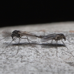 Chironomidae (family) at Acton, ACT - 3 Jun 2022