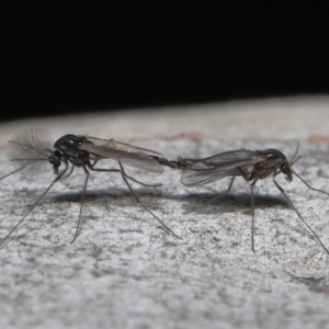 Chironomidae (family) at Acton, ACT - 3 Jun 2022