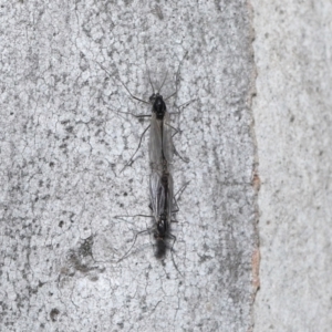 Chironomidae (family) at Acton, ACT - 3 Jun 2022