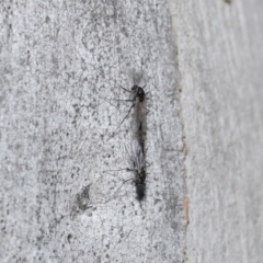 Chironomidae (family) at Acton, ACT - 3 Jun 2022