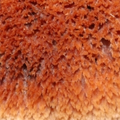 Postia pelliculosa (A wood-rotting bracket fungus) at ANBG - 3 Jun 2022 by TimL