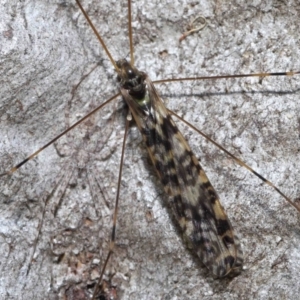 Discobola sp. (genus) at Acton, ACT - 3 Jun 2022