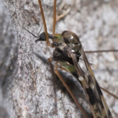 Discobola sp. (genus) at Acton, ACT - 3 Jun 2022