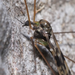 Discobola sp. (genus) at Acton, ACT - 3 Jun 2022