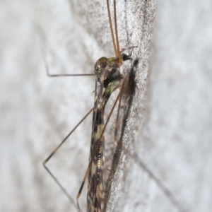 Discobola sp. (genus) at Acton, ACT - 3 Jun 2022