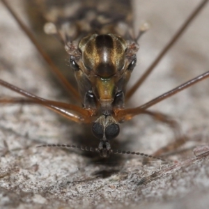 Discobola sp. (genus) at Acton, ACT - 3 Jun 2022