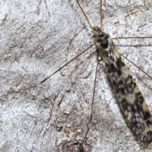 Tamopsis sp. (genus) at Acton, ACT - 3 Jun 2022