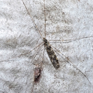 Tamopsis sp. (genus) at Acton, ACT - 3 Jun 2022