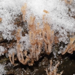 Artomyces sp. (A coral fungus) at Paddys River, ACT - 1 Jun 2022 by TimL