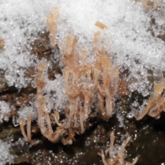 Artomyces sp. at Paddys River, ACT - 1 Jun 2022 by TimL