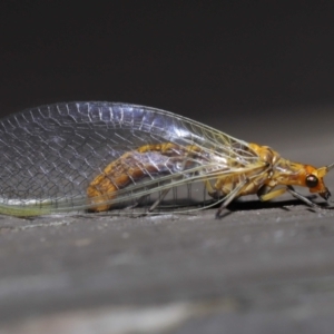 Dictyochrysa fulva at Acton, ACT - 3 Jun 2022