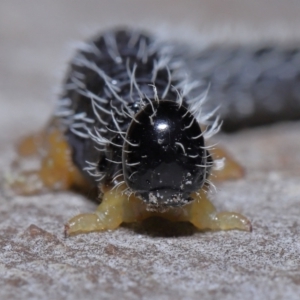 Perginae sp. (subfamily) at Acton, ACT - 3 Jun 2022