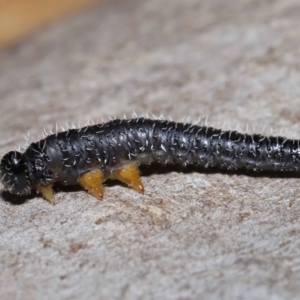 Perginae sp. (subfamily) at Acton, ACT - 3 Jun 2022