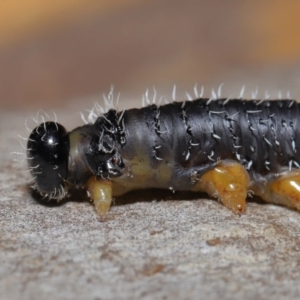 Perginae sp. (subfamily) at Acton, ACT - 3 Jun 2022