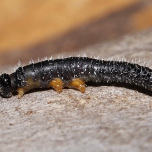 Perginae sp. (subfamily) at Acton, ACT - 3 Jun 2022