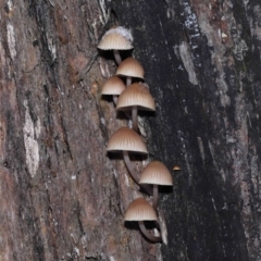 Mycena sp. (Mycena) at Paddys River, ACT - 1 Jun 2022 by TimL